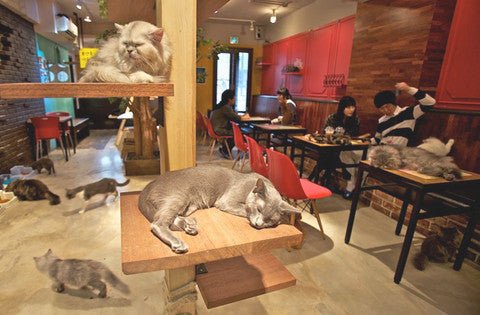 A cat with your espresso? It’s possible in Cat cafe! - Café Liégeois