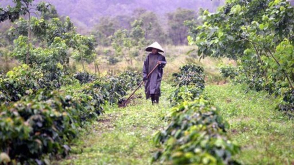 Coffee culture celebrated in Vietnam (Coffee Day Festival) - Café Liégeois